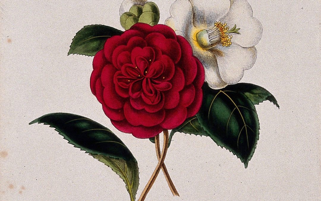 AGHS Talk | Significance of Camellia in Garden History: Ten Fabulous Tales – 22 May 2019